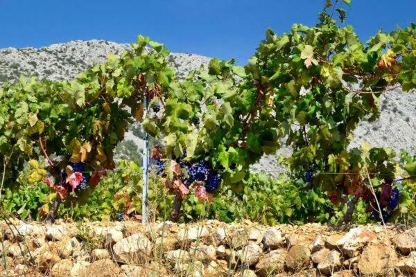 Perla Hvar Aparthotel 伊万多拉克 外观 照片